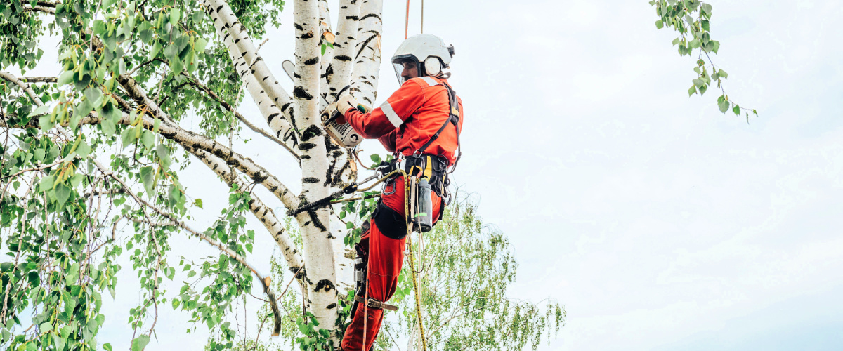 Arborist_NY.jpg
